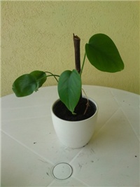 96672bd6-monstera (3).jpg